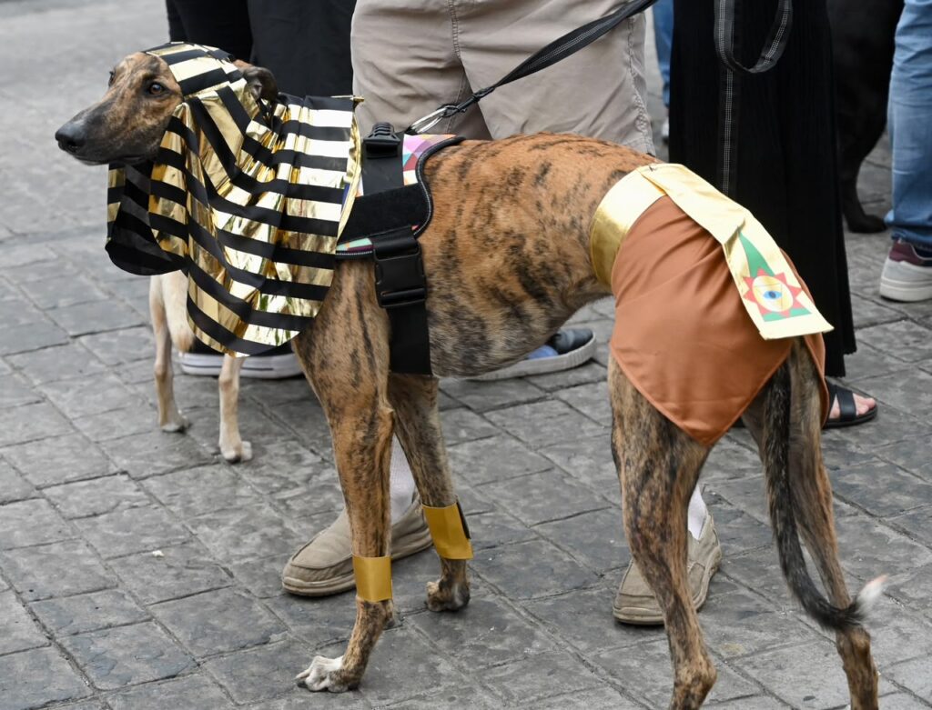 PERROS