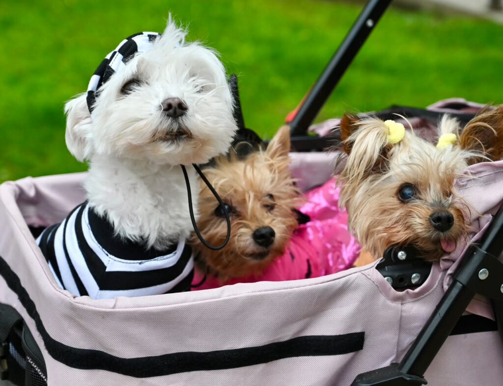 PERROS